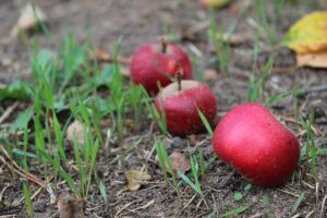 fertilizantes orgánicos