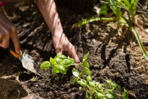 empresa-de-fertilizantes-en-colombia