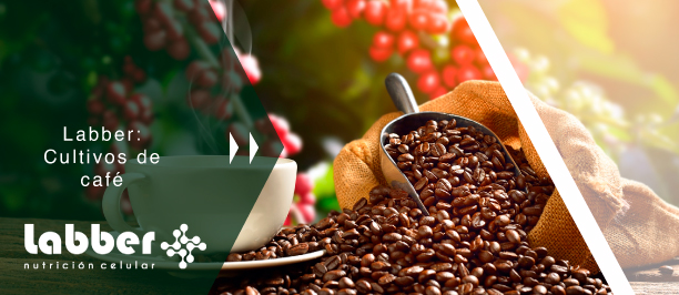 Banner de fertilizante para cultivos de café