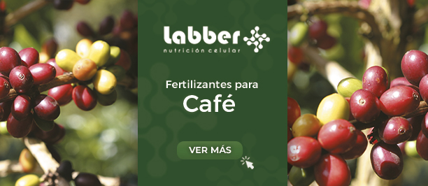 fertilizantes-para-cafe