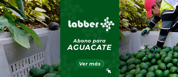 abono-para-aguacate