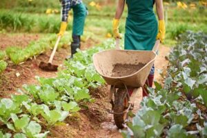 fertilizantes-en-colombia