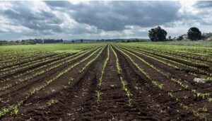 fertilizantes-en-colombia