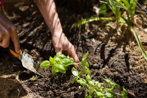 fertilizantes-para-plantas