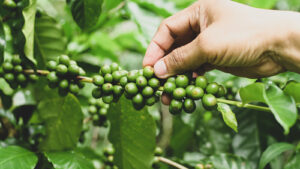 industria-de-fertilizantes-en-colombia