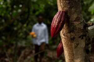 abono-para-cacao