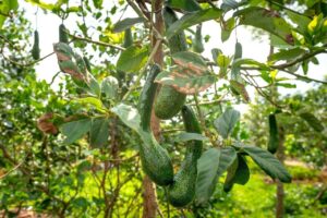 requerimientos-de-fertilizantes-de-culivos-agricolas