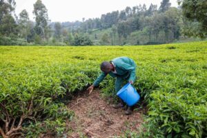 requerimientos-de-fertilizantes-en-cultivos-agricolas