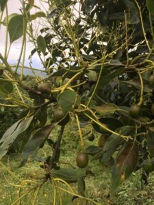 como-fertilizar-un-cultivo-de-aguacate