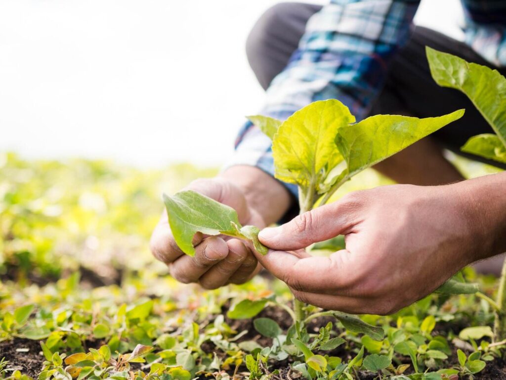 Suelo de cultivo con agricultura sostenible