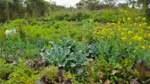 Cómo afectan las lluvias a la producción agrícola