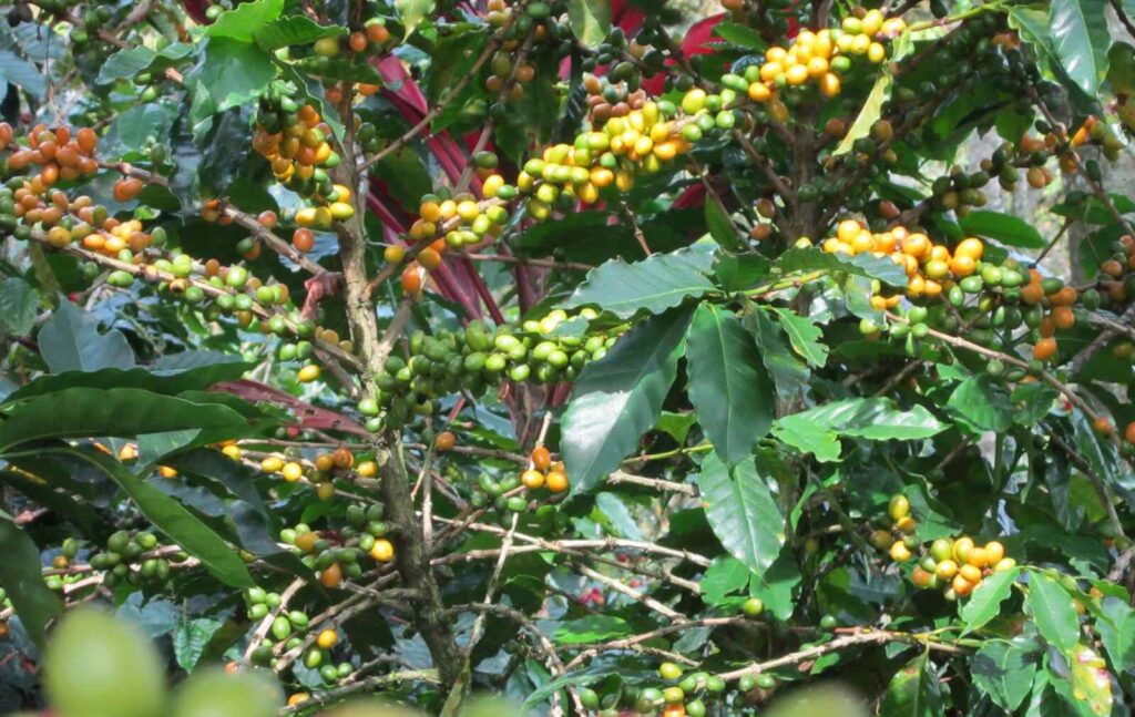 como-abonar-cafe-pequeno