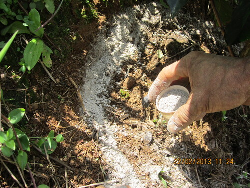 como-fertilizar-un-cultivo-de-cafe