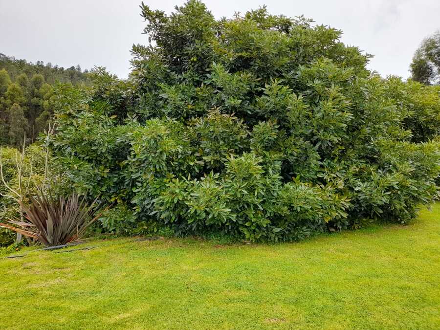 nutrientes-que-necesita-el-aguacate1