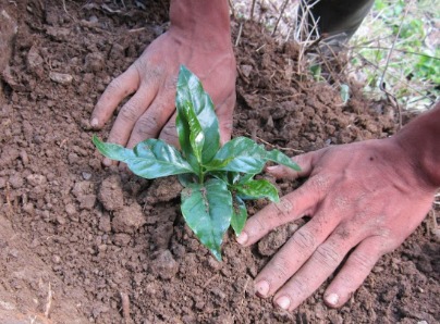 Primer plano de hombre preparando cultivo para fertilizante natural