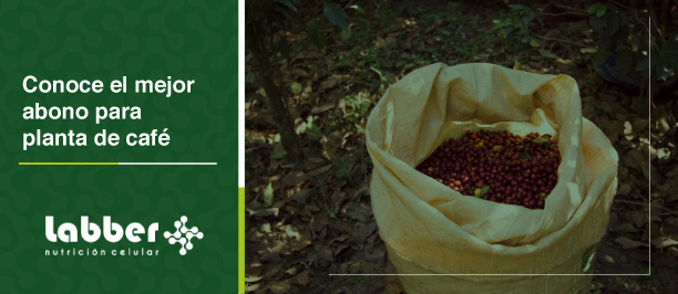 Conoce el mejor abono para plantas de café